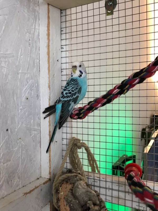 Wellensittich-Bild: und ich kann leider nicht fliegen.