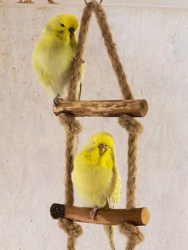 Wellensittich-Bild: Voll am relaxen
