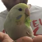 Ich bin Nugget