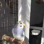 Ich bin Tiki
