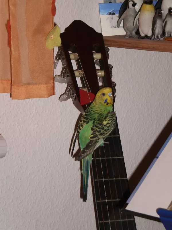 Wellensittich-Bild: Da Lilli alias Amelie nicht mehr fliegen kann nutze sie ungewöhnliche Aufstiegsmöglichkeiten um nach oben zu kommen, hier die Saiten der Gitarre.