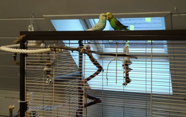 Wellensittich-Bild: Coco und Freddy schnäbeln ...