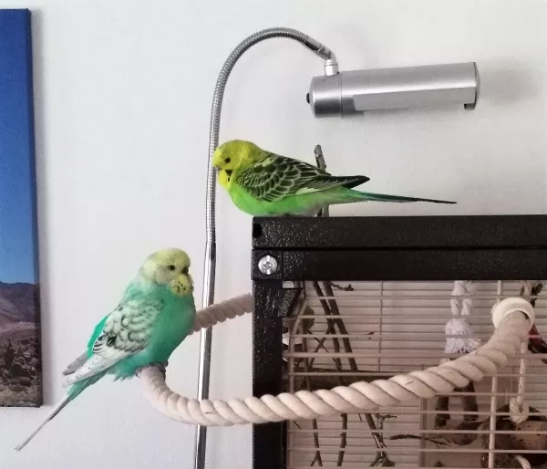 Wellensittich-Bild: Draußen regnet es, das macht müde.
Coco (links) und Freddy (rechts oben)