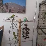 Freddy und Coco auf dem Kletterbaum