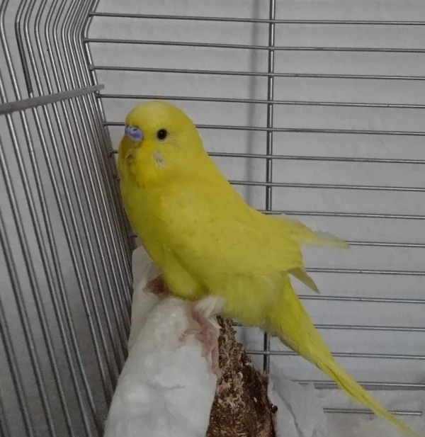 Wellensittich-Bild: Muffin hat ein Spreizbeinchen und am anderen Fuß drei verstümmelte Zehen, daher ist er besonders stolz, wenn er einen Sitzplatz über dem Boden hat :) 