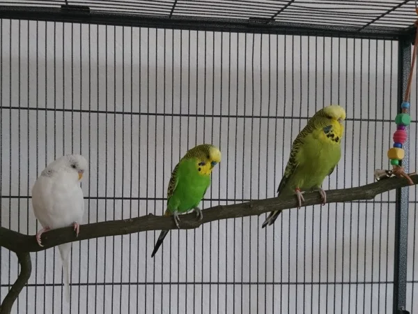 Wellensittich-Bild: Brünhild ist eine wahre Verstärkung für Schnute. Die Hähnchen haben echt Respekt vor ihr. :) Pixel und Luke waren bisher meine größten, jetzt sehen sie winzig aus.