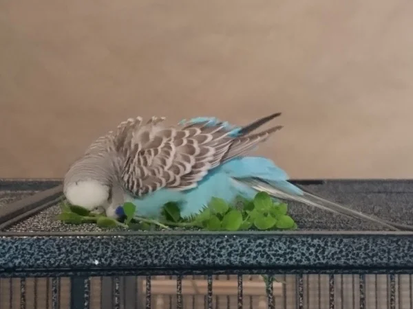 Wellensittich-Bild: ..so lecker finde ich Vogelmiere! 