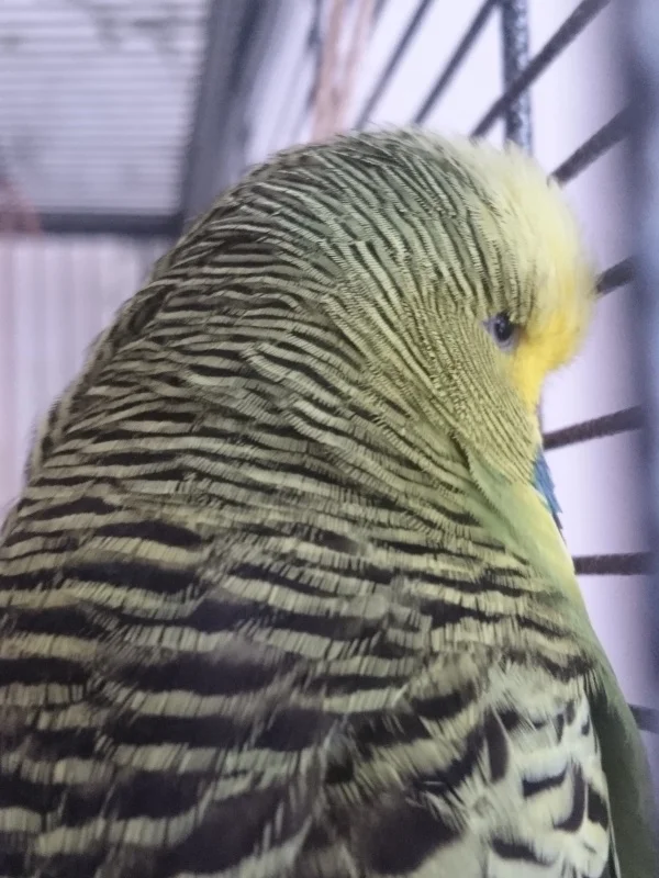 Wellensittich-Bild: Sie blickt auf den Balkon. Was sie wohl denkt?