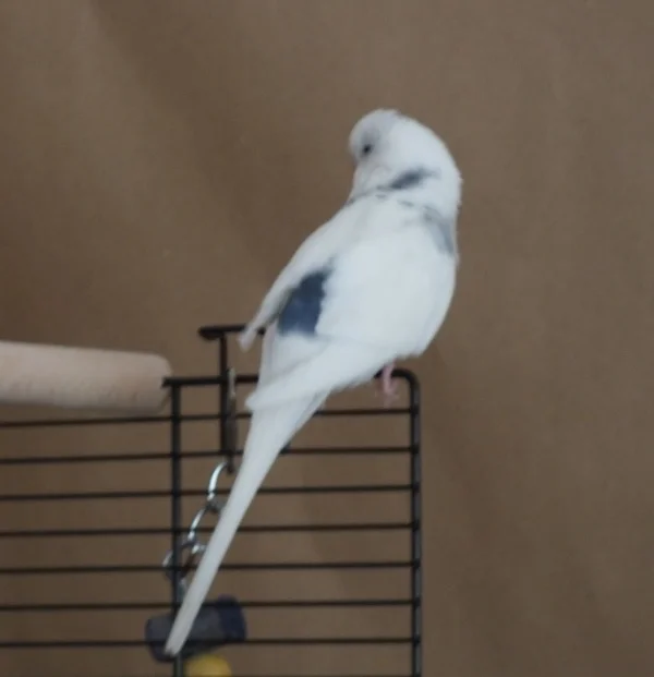 Wellensittich-Bild: Pixel. Unscharf, aber man kann die Zeichnung halbwegs erkennen.