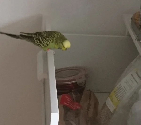 Wellensittich-Bild: Brünhild traut ihren Adleraugen kaum, als in die offene Futterschublade späht.