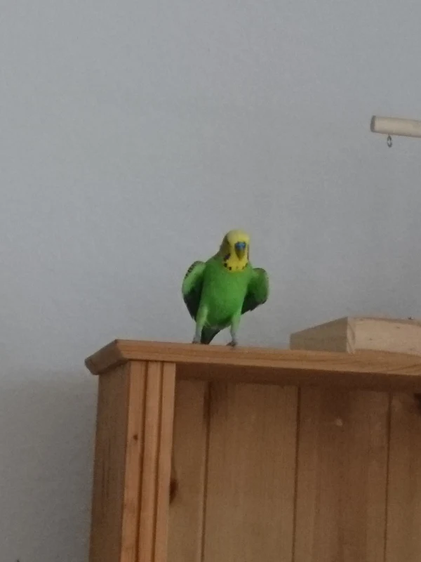 Wellensittich-Bild: Sommer 2019: Luke schwitzt. Und zeigt dabei, dass er Beine wie Marlene Dietrich hat. :D Er hat zumindest die längsten Beine im Stall.