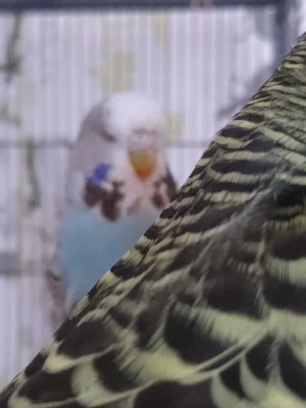 Wellensittich-Bild: Da will man ein Foto von Pippa machen, die schön lächelt und posiert ... und es latscht eine große Brünhild ins Bild. XD