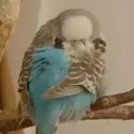 Pippa ist schön flauschig