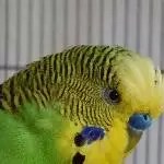 Green is beautiful
