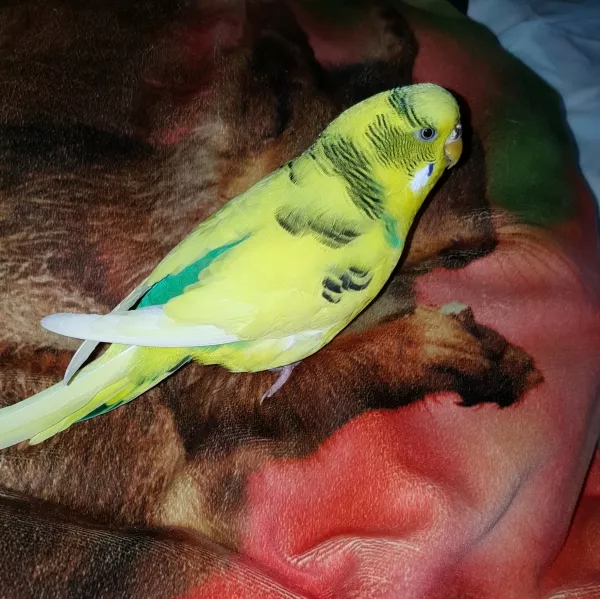 Wellensittich-Bild: Meine Henne Pucky