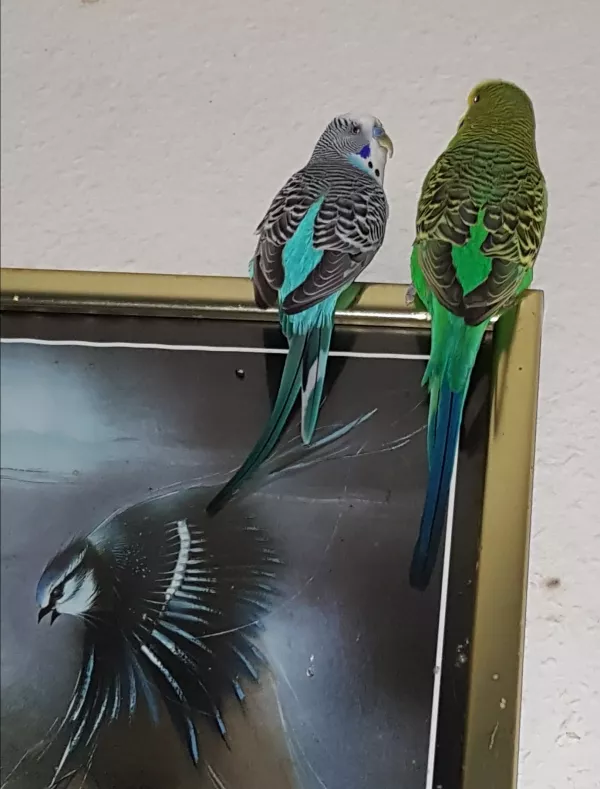 Wellensittich-Bild: Irgendwie lieben die beiden mein Bild :D