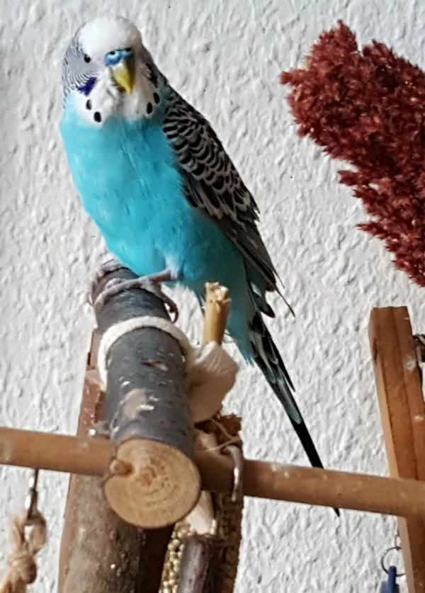 Wellensittich-Bild: Mein Schatz Pinky 
