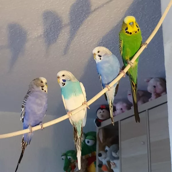 Wellensittich-Bild: Von links angefangen:
Hansi, Sweety, Wölkchen, Greeny