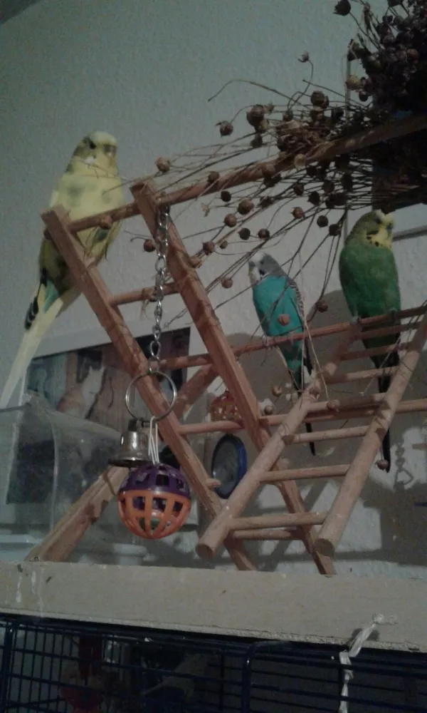 Wellensittich-Bild: Das sind meine drei Wellis Pinky ( Blau ), Pucky ( Gelb ) und Greeny ( Grün ).