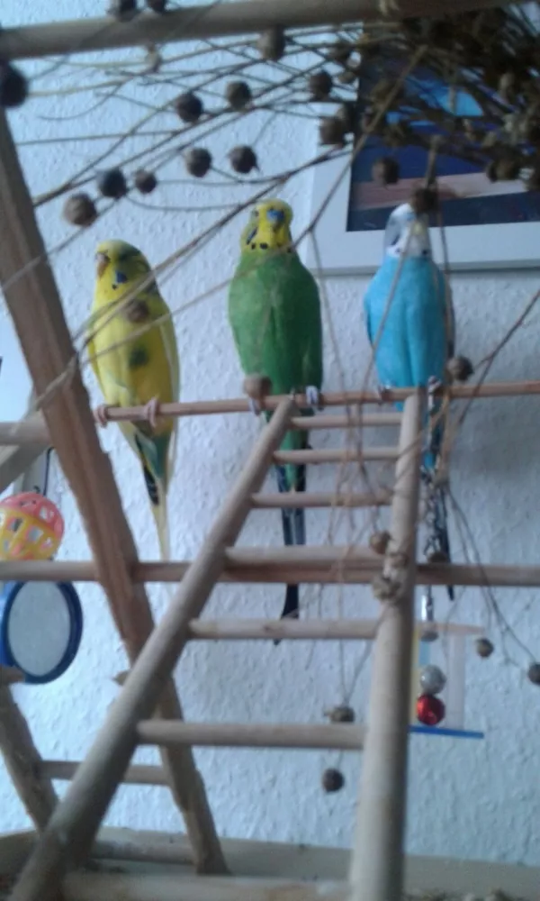 Wellensittich-Bild: Meine 3 Wellis.