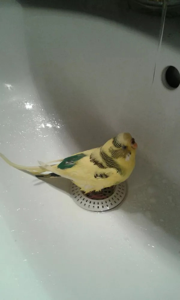 Wellensittich-Bild: Meine Pucky ist extrem süchtig nach Wasser.s
Sie geht gerne im Waschbecken mit den Wasserstrahl spielen. 