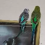 Pinky und Greeny