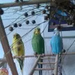 3 Schatzis