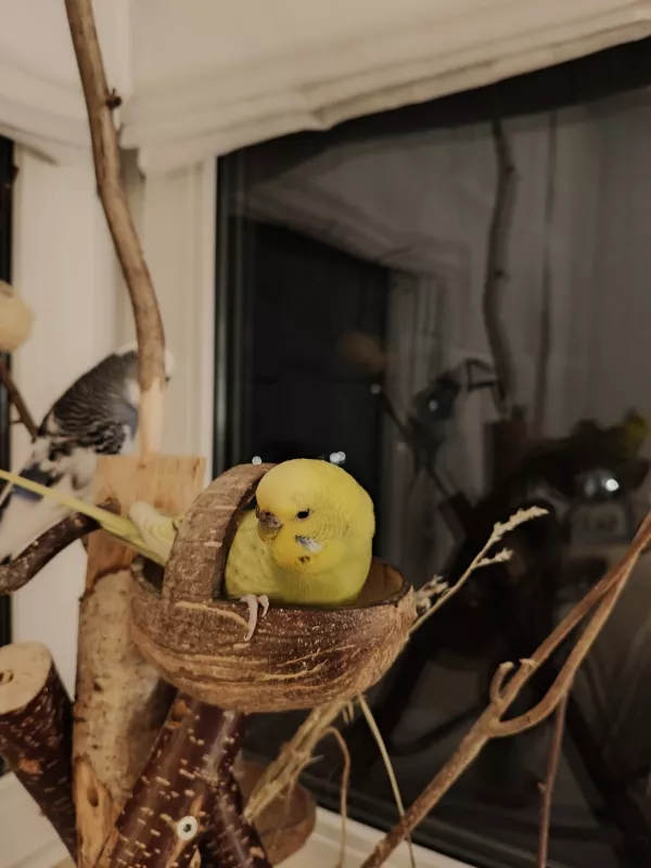 Wellensittich-Bild: Tapsy macht es sich in der Kokosnuss bequem, während Señor sich im Hintergrund wahrscheinlich überlegt, ob er sie irgendwann für sich gewinnen kann. Na ja, es hat geklappt. :)