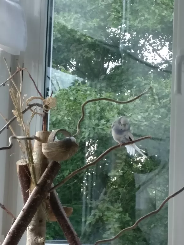 Wellensittich-Bild: Mavi (in ihrer Kokosnuss) und Señor der sich gerade streckt. 