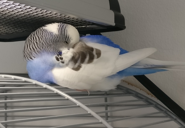 PHPSESSID