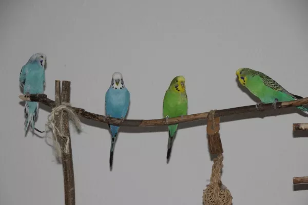 Wellensittich-Bild: Fernanda, Willy, Chippi und Fritz