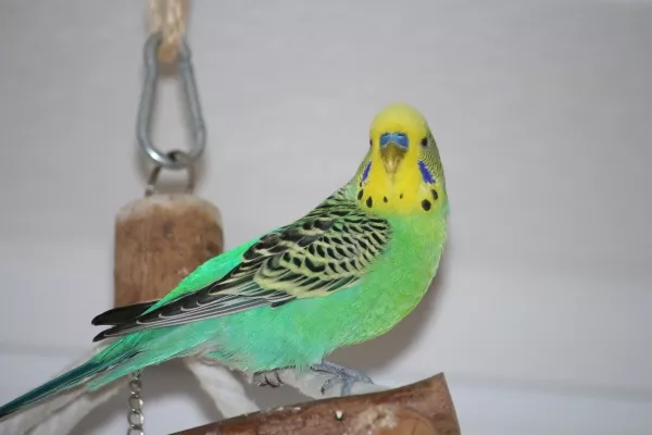 Wellensittich-Bild: Fritz