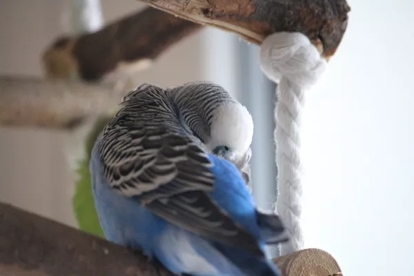 Wellensittich-Bild: Willy liebt sein Mittagsnickerchen.