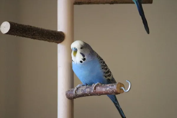 Wellensittich-Bild: Bernie