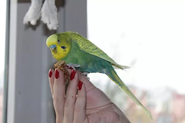 Wellensittich-Bild: Unser alter Schreihals