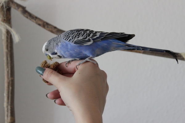 Carlo
