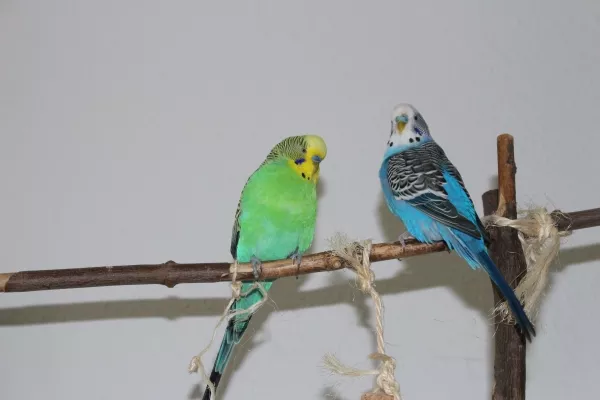 Wellensittich-Bild: Fritz und Willi