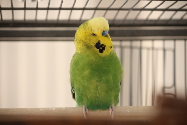 PHPSESSID