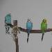 Unsere 4 Geier
