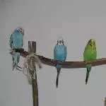 Unsere 4 Geier