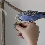 Carlito 2017