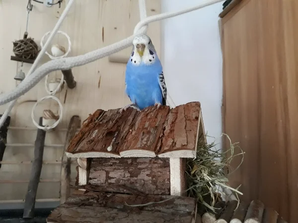Wellensittich-Bild: Das ist mein Haus.
Da passe ich schön auf,dass die Jungs es mir nicht weg schnappen ;)