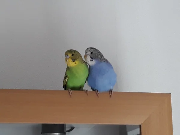 Wellensittich-Bild: die beiden
