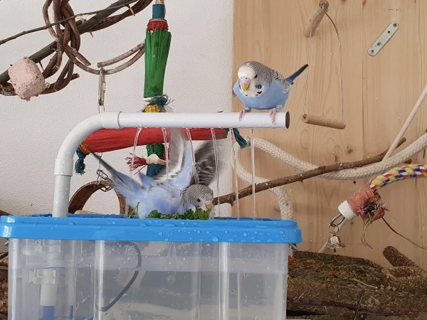 Wellensittich-Bild: Hey,wie das spritzt ;-)