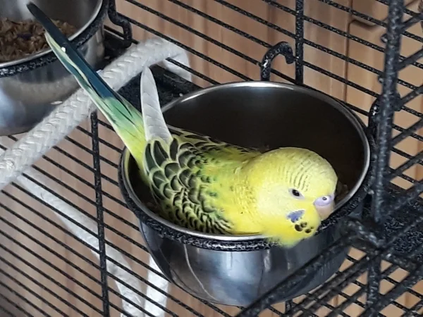 Wellensittich-Bild: Tweety