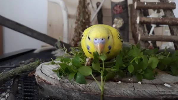Wellensittich-Bild: lecker