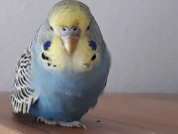 Wellensittich-Bild: Auf dem Schrank kann ich mich auch mal ausruhen, es ist soooo gemütlich.