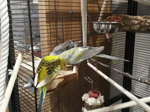 Wellensittich-Bild: Foniopaddy schmeckt