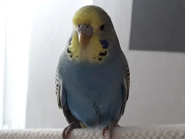 Wellensittich-Bild:  Ich weiß von nix,obwohl die Felo öfter sagt,ich ärgere die anderen.das macht aber so viel Spaß,die zu jagen hihi