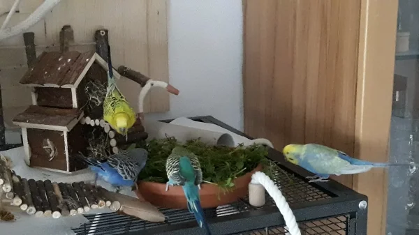 Wellensittich-Bild: Wenn es frische Gräser gibt kommt doch schon mal Streit auf. Jeder will der erste sein.